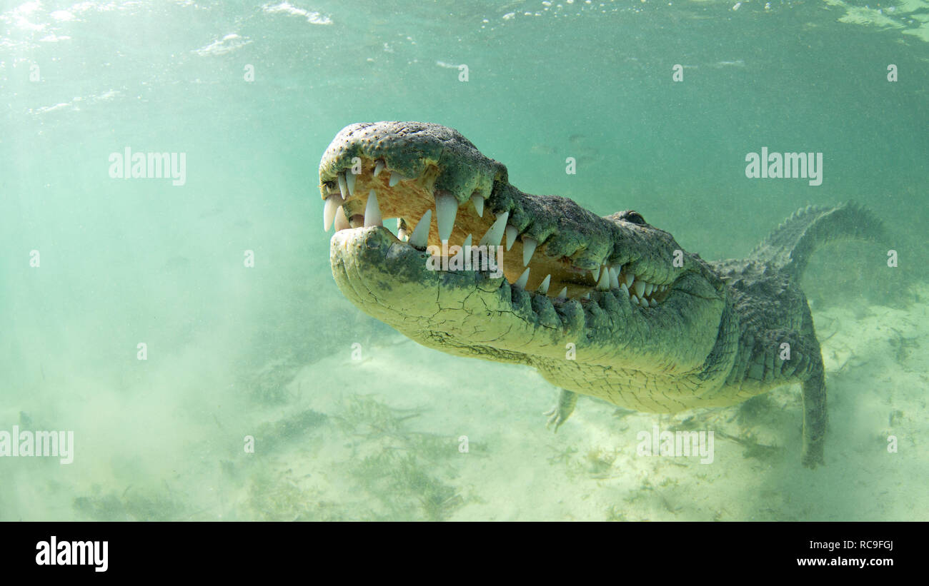 American coccodrillo di acqua salata, Xcalak, Quintana Roo, Messico Foto Stock