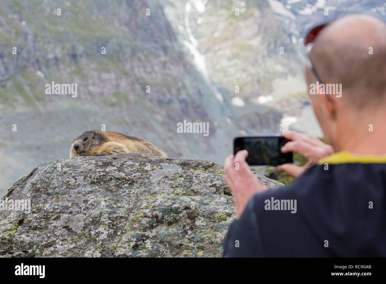 Tourist scattare foto con lo smartphone di Alpine marmotta (Marmota marmota) in estate nelle Alpi Foto Stock