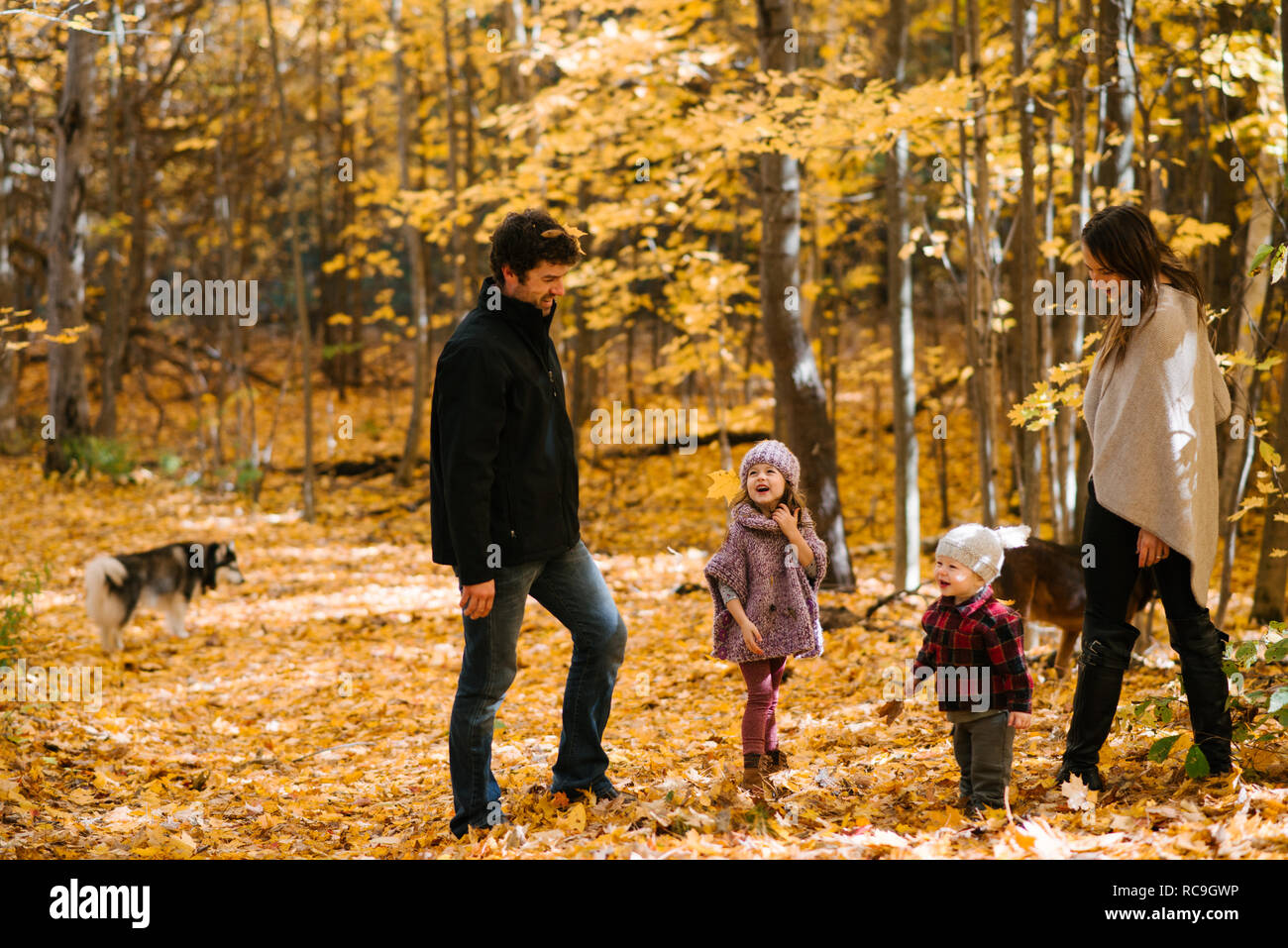 Famiglia di quattro persone e cani in foresta Foto Stock