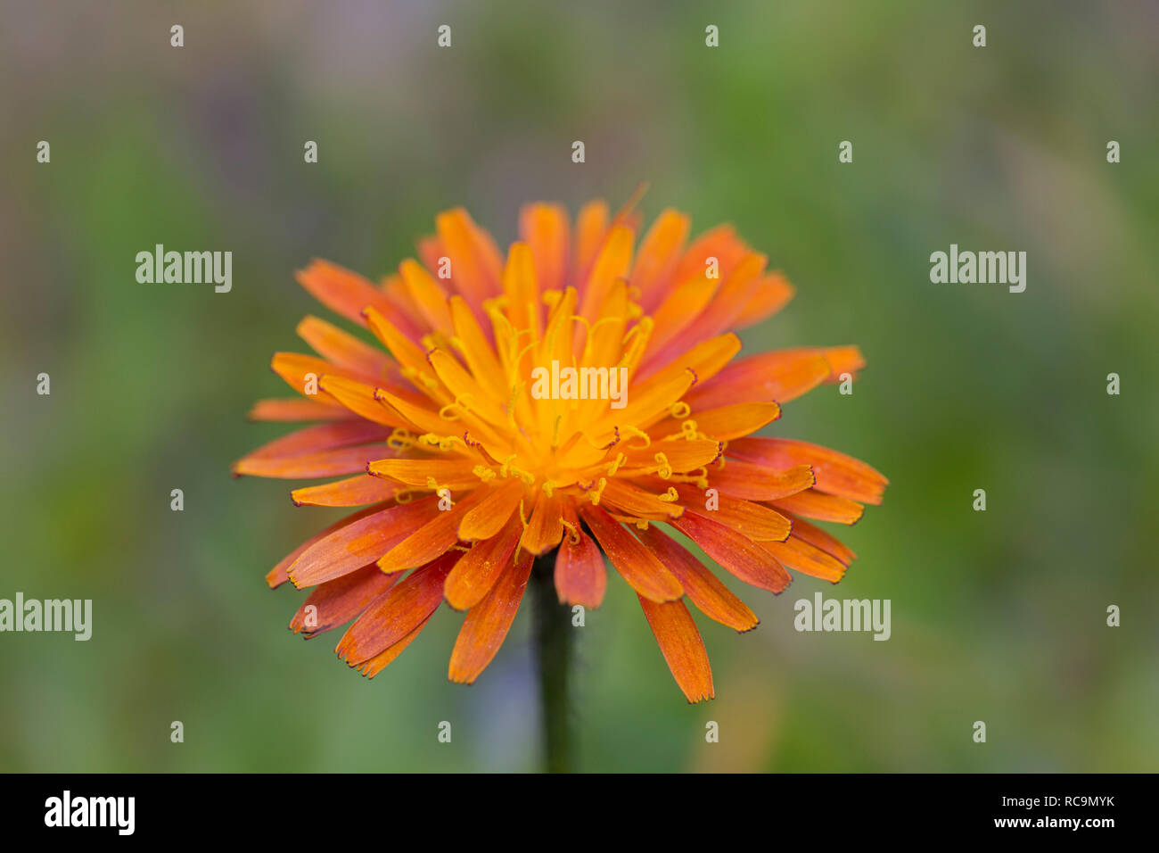 Close up hawkweed arancione / fox-e-cubs / arancio hawk bit / devil's pennello / grim-la-collier (Pilosella aurantiaca / Hieracium aurantiacum) in Foto Stock