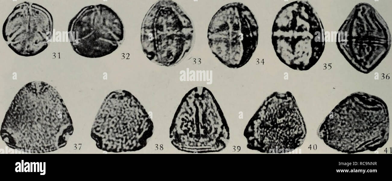 . Dong hai lu jia penna di long jing gou zao iam xin sheng dai bao fen xue de yan jiu. botanica. . Si prega di notare che queste immagini vengono estratte dalla pagina sottoposta a scansione di immagini che possono essere state migliorate digitalmente per la leggibilità - Colorazione e aspetto di queste illustrazioni potrebbero non perfettamente assomigliano al lavoro originale.. Zhong Guo ke xue yuan Nan Jing di zhi gu Sheng Wu yan jiu suo bian ji. an hui ke xue ji shu chu ban she Foto Stock