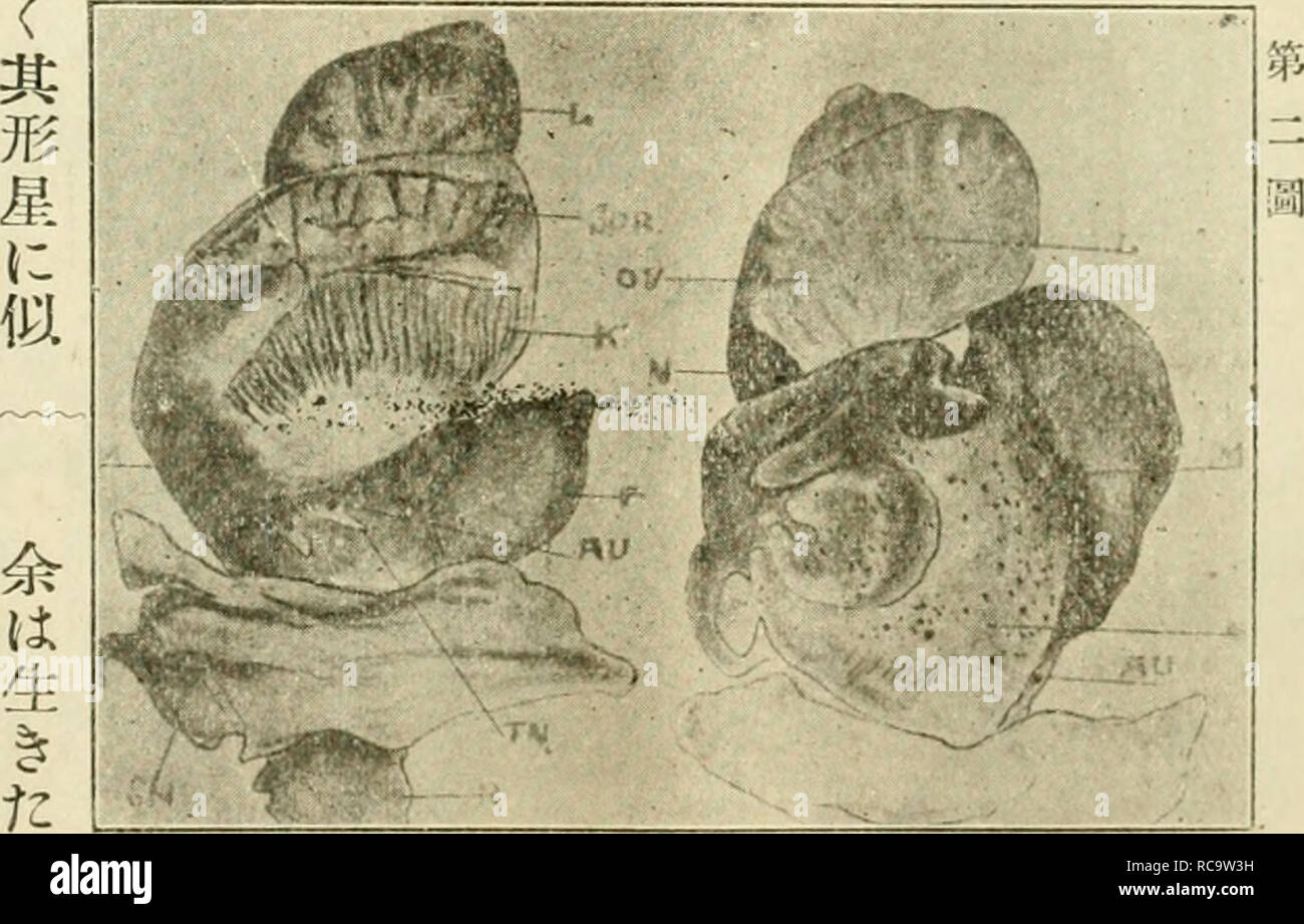 . Dobutsugaku zasshi. Zoologia; Zoologia. Ae¥äºåaeå "å¹'ä'ae-£å¤§342ï¼ ã s Sãå¯çè·ºé¡ã®ä'ç¨ã"å°±ã¦(ï¼ä'ªç¨ iä'ä'ã &gt;^åè§'åç- åãã collumellal-ã¨skelããåºç¼ããä'é¨ã®ç-èé¨ã¯ aeããªãã¦è§'è§ã"è¡ãä¹ã¯ååãã¦ä'é¨ç¼ã®èé¨ã"è¡ã /ç¬" ä'äºå²¡ä' V2a.t-.lll.ä' ä¹ãç-ã®ç-èaeã¯Å¤ãã®ae¨ªç'å¹³ae"ã®éç-èç¹ç¶-ãããª ããç¹ç¶-ã¯åå¤ãã®ç'°ãåç¹ç¶-ãããªãj (-Wç-èã®é³^çç ç©¶ãå¤å°^ããããçã"ç¥ã) çµç· çµç¹ (a)è¡¨ç®ç'°èã®ãã"ã¯^ç· çµç¹ã®ç³'ççª èµ·ããä¹ããããç"^ .hasallljembl.tutti) ãh- (b)è¶³ã®å¾ç"¯é¨ã"ã¯åé°é "ã®è¶³ã®å §ã"ã ãç¾ã¯ããç¹ã"çµ²ae§ã®ç¶±ç®ããªãå §å®¹ç© ãªãçµç· çµè¾ã®ä'é¨ããswelleTOewe.essere ä¹ããªï¼5ãä¹ã¯è¶³ä"¥Å¤ã"é¤ãå ·ãï¼9ãã ã®ãª.5ãã (C )è¶³ã®çµ Foto Stock