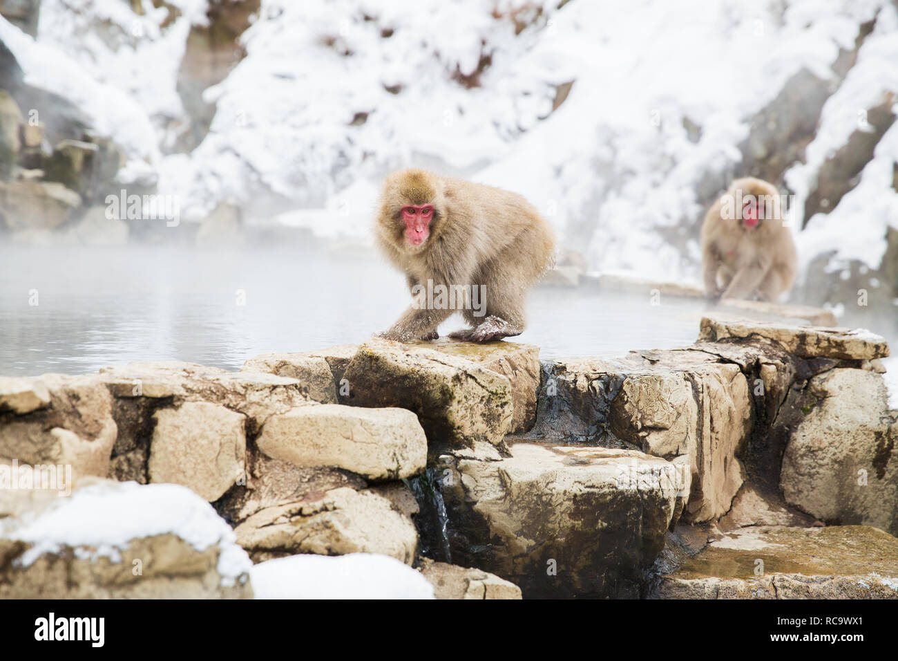 Macachi giapponesi o la neve le scimmie a primavera calda Foto Stock