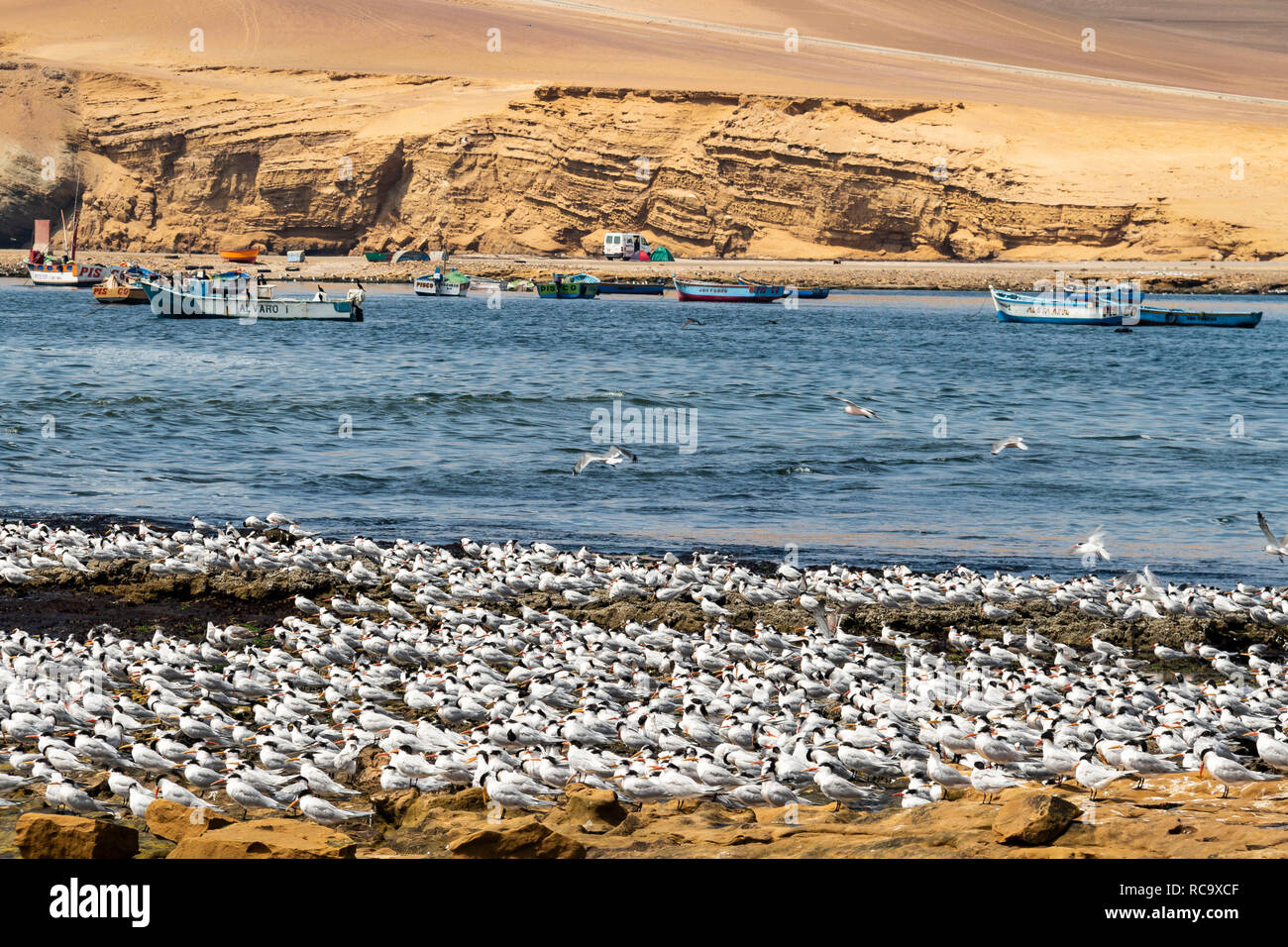 Gli uccelli migratori in Paracas Riserva Naturale, Ica, Perù Foto Stock