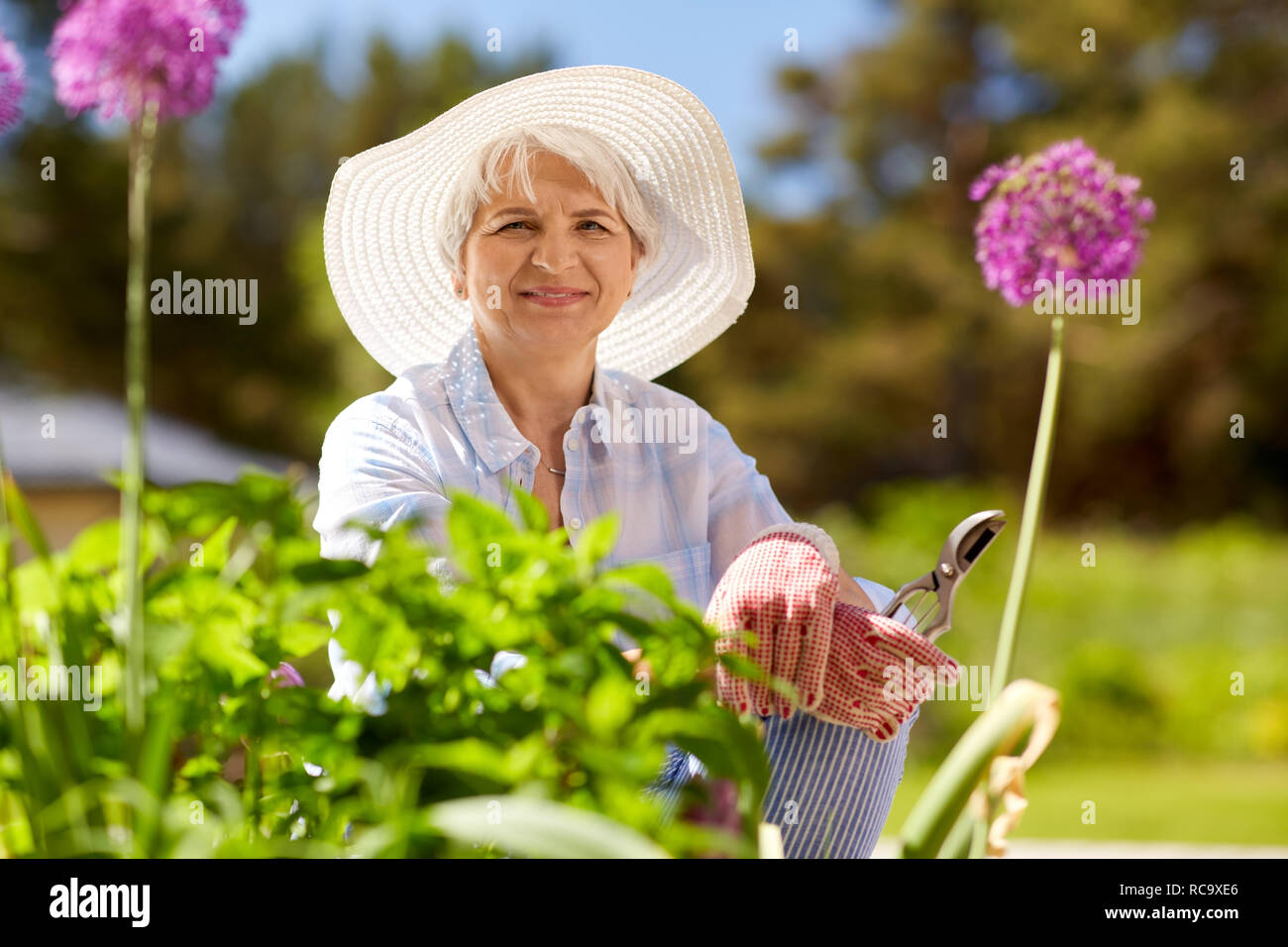 Donna senior con giardino potatore e fiori Foto Stock Donna senior con giardino potatore e fiori Foto Stock