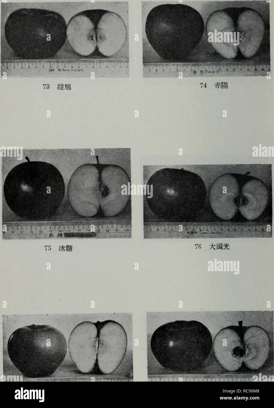 . Dong bei guo ping pin zhong jie shuo. botanica. Mi^y^ (Ingram) 77ç½é¾ 78è±ae ¼å °. Si prega di notare che queste immagini vengono estratte dalla pagina sottoposta a scansione di immagini che possono essere state migliorate digitalmente per la leggibilità - Colorazione e aspetto di queste illustrazioni potrebbero non perfettamente assomigliano al lavoro originale.. Jin Kui li Rong Yang huan bin. ke xue chu ban she Foto Stock