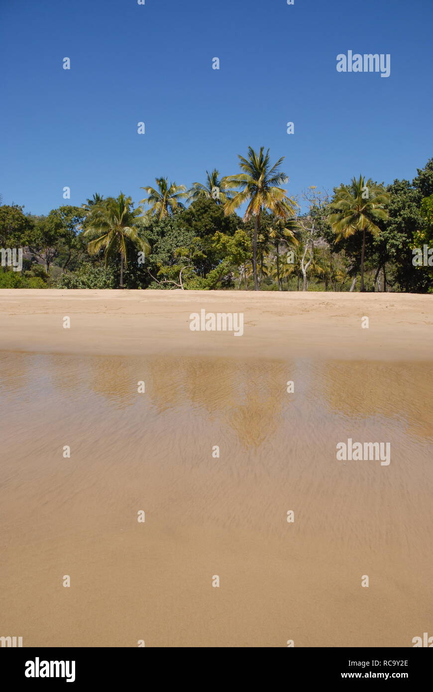 Spiaggia tropicale. Vista dal mare alla spiaggia con palme da cocco con la bassa marea, radicale Bay, Magnetic Island, Queensland, Australia Foto Stock