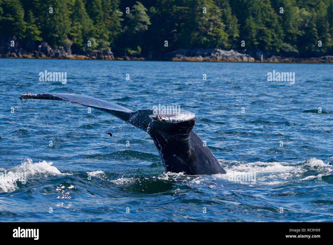 Humpback tails Foto Stock