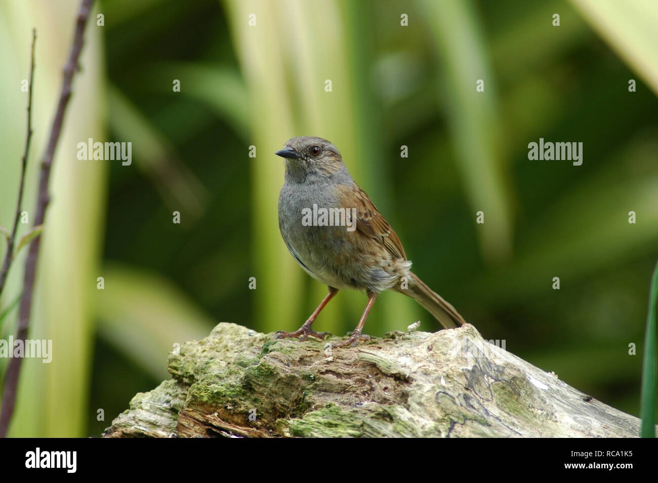 Dunnock Prunella Modularis appollaiato su un marciume log. Foto Stock