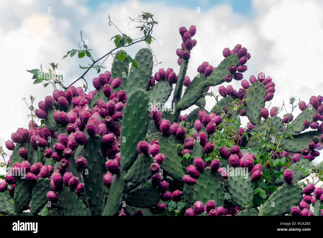 Ficodindia cactus close up con frutta rossa Foto Stock