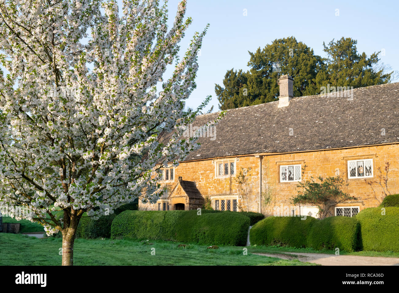 Ciliegio fiore e i cottage inglese in primavera. Grande Tew, Oxfordshire, Cotswolds, Inghilterra Foto Stock