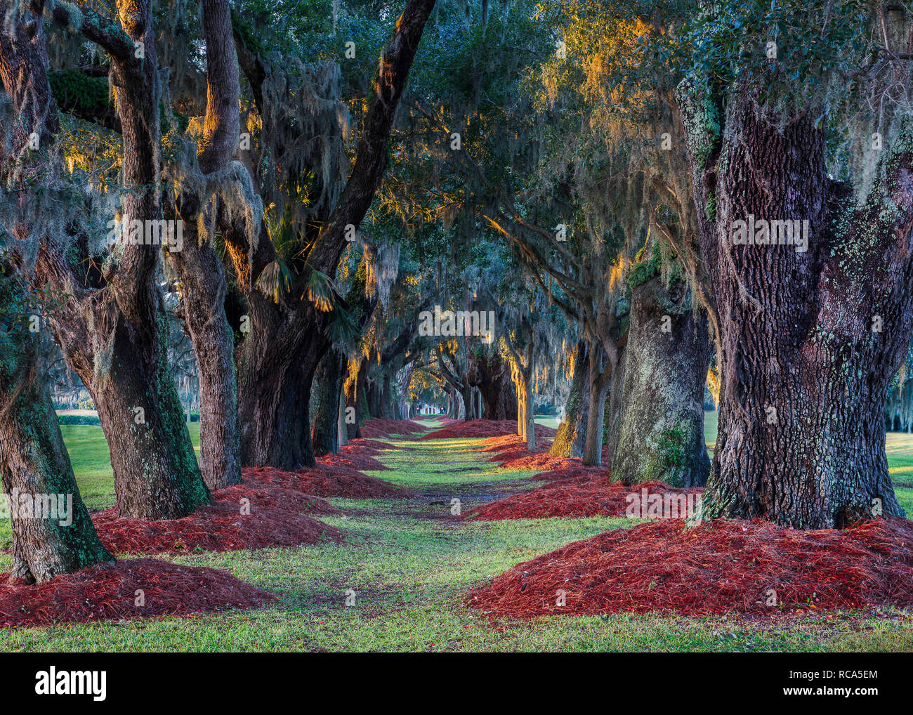 Viale delle querce nei pressi dell'ingresso al Lodge a Sea Island Golf Club in Saint Simons Island, Georgia Foto Stock