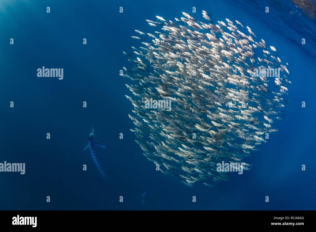 Due marlin a righe girano su un bajitball di sardina. Foto Stock