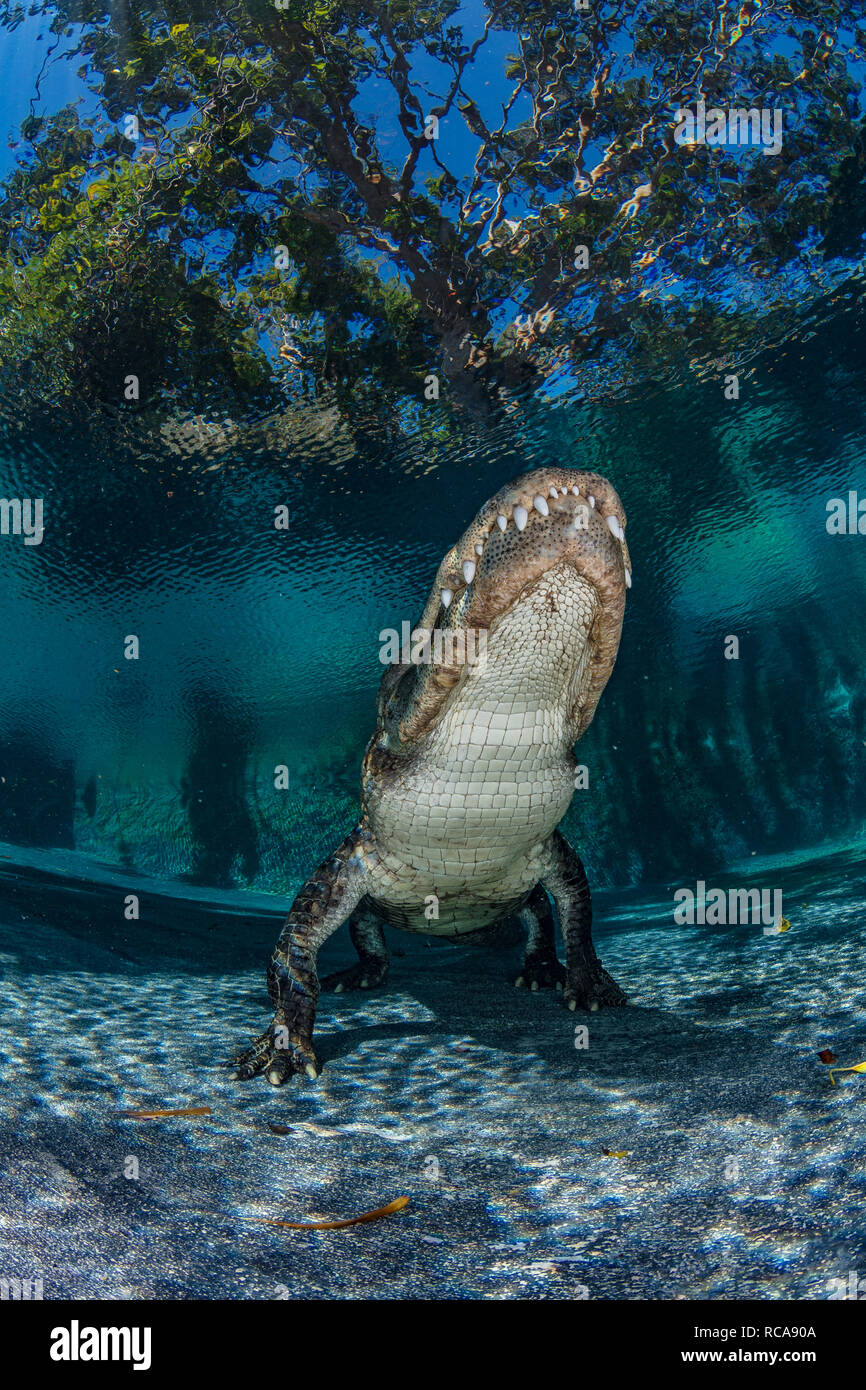 Alligatore americano in uno stagno Foto Stock