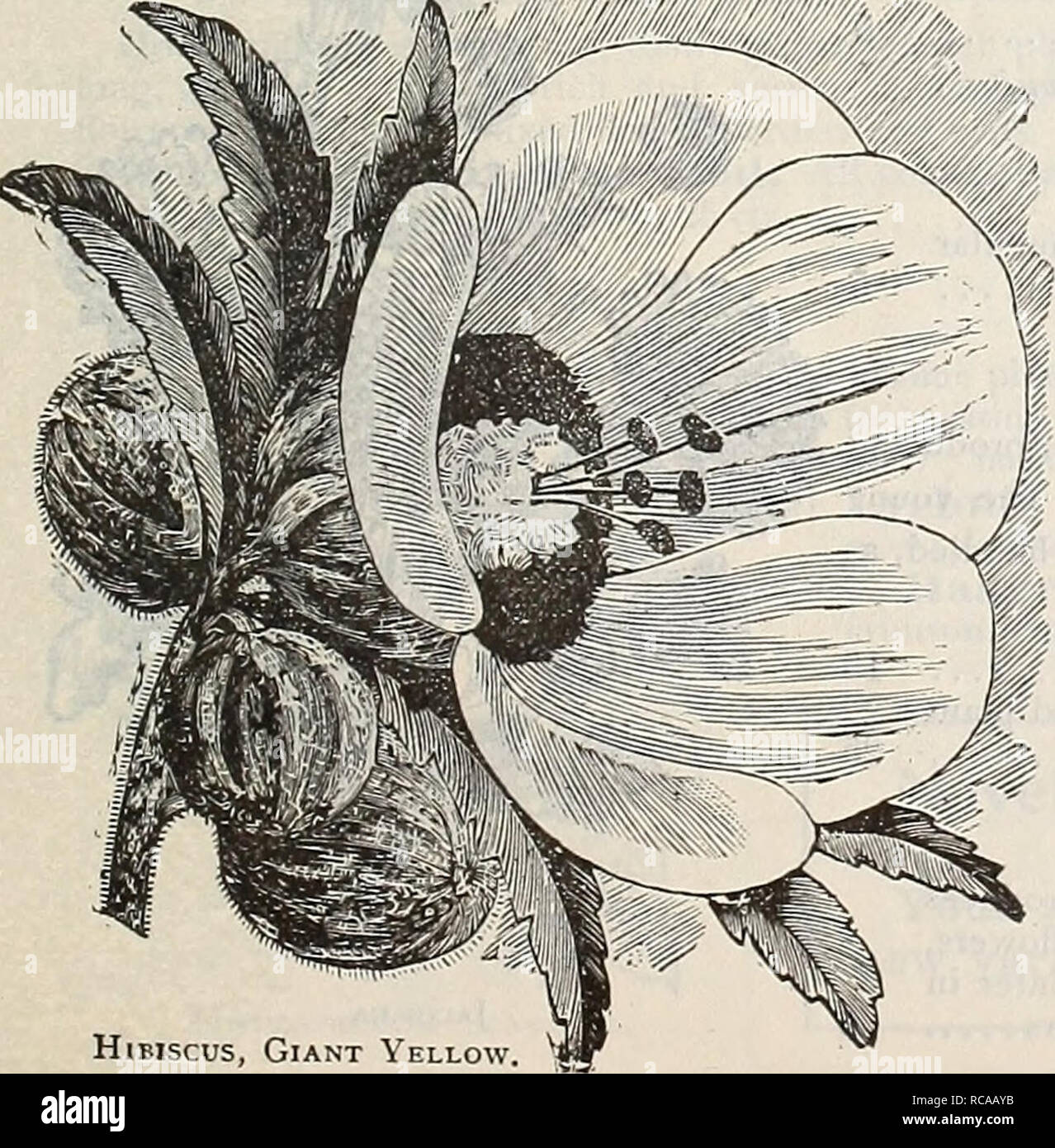 Dreer S 1901 Giardino Calendario Cataloghi Di Sementi Vivaio Cataloghi Attrezzature Da Giardinaggio E Fornisce Cataloghi Fiori
