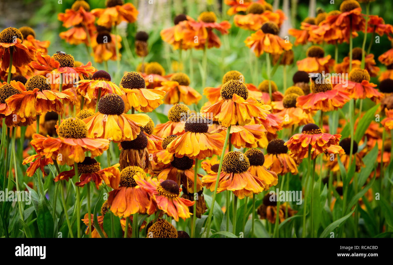 Bel colore arancione coneflower in un giardino in Irlanda Foto Stock