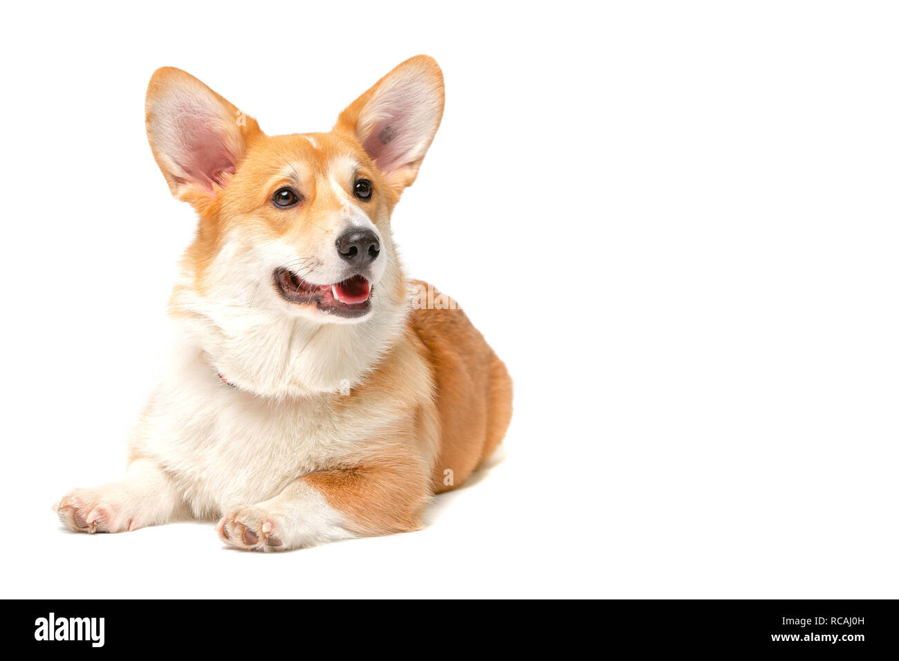 Corgi Fluffy cane isolato Foto Stock