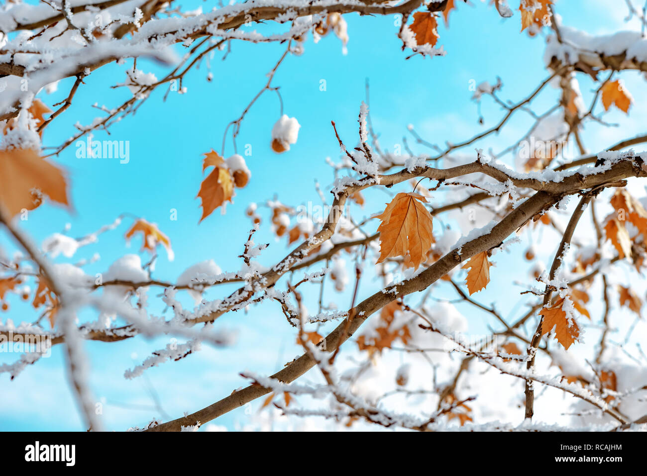 Albero di acero ricoperta di neve stagione invernale dettaglio Foto Stock
