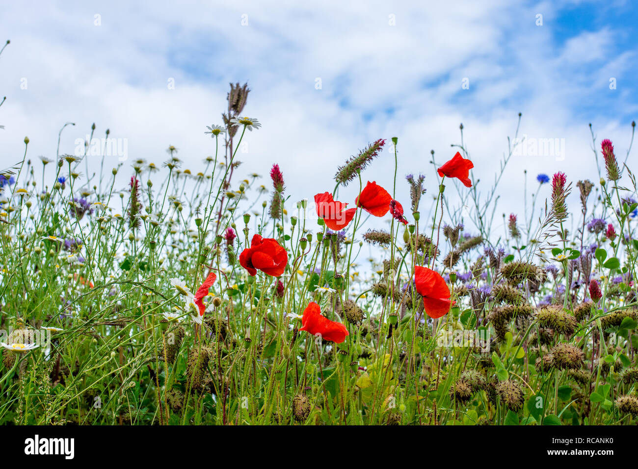 Splendida fioritura primavera prato con nuvole bianche e blu sullo sfondo del cielo. Foto Stock