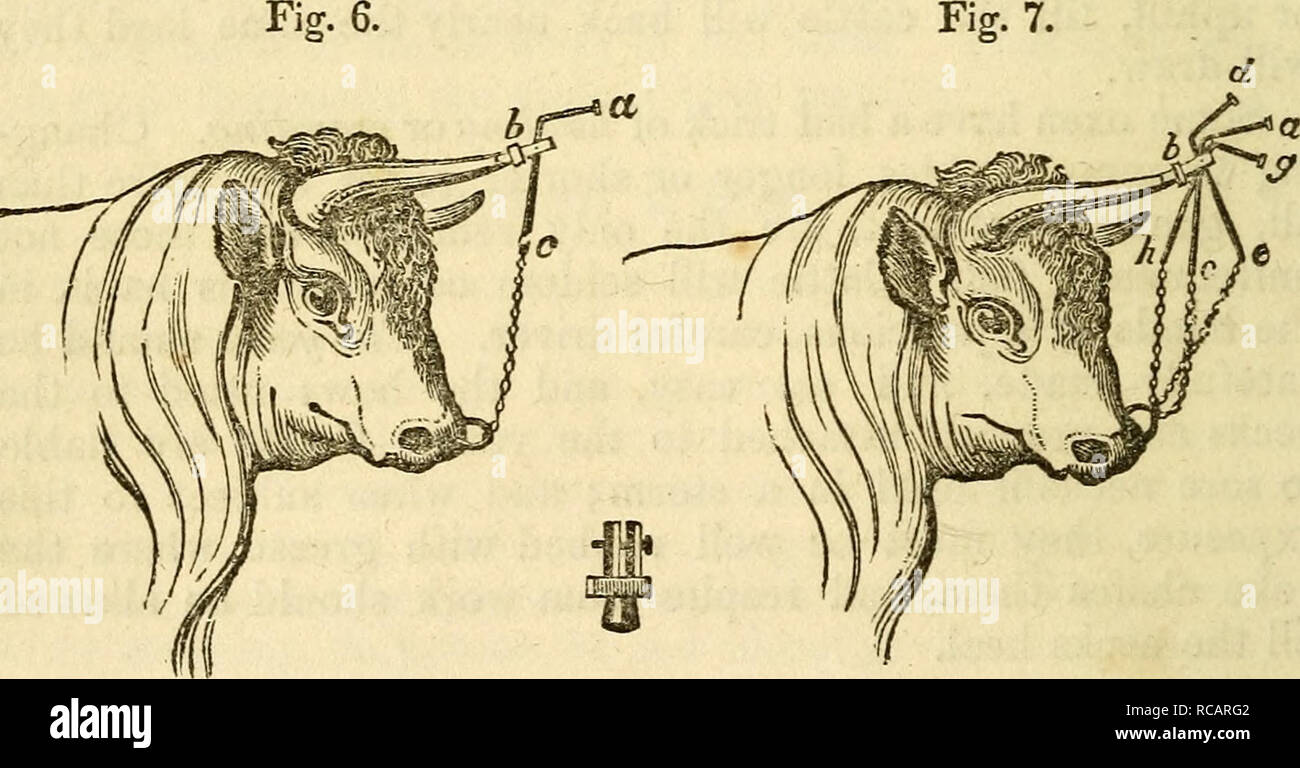 . Animali domestici : storia e descrizione del cavallo, mulo, bovini, ovini, suini, pollame, e fattoria cani : con le istruzioni per la loro gestione, allevamento, attraversando, allevamento, alimentazione e preparazione per un mercato redditizio : inoltre, delle loro malattie e rimedi insieme a pieno le indicazioni per la gestione del caseificio. Cavalli; gli animali domestici. Per addomesticare animali selvaggi. Figg. 6 e Y, per tamijig uno scafo; b in Fig. 6, è un tappo avvitato sulla punta della tromba; una c, un tondino di ferro appeso su un perno nel tappo, con una catena di raggiungere l'anello a. Si prega di notare che queste immagini sono estratto Foto Stock