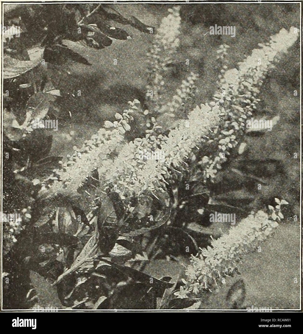 . Dreer's garden prenota 1916. Cataloghi di sementi; vivaio cataloghi; attrezzature da giardinaggio e fornisce cataloghi; fiori Semi cataloghi; semi di ortaggi cataloghi; frutto Semi cataloghi. 248. Clethra Alnifolia (Sweet Pepper Bush) Calycanthus Floridus (dolce o Fragola arbusto). Un vecchio preferiti, con doppio color cioccolato fragole e fiori profumati in Ma}-. 25 cts. ciascuna. Cerasus .lames H. Veitch. Una splendida e grande, djuble modulo rosa della ciliegia giapponese, fioritura in primavera in grande profusione, molto appariscente e bella. 50 cts. ciascuna. Cercis Canadensis (Albero di Giuda, o rosso Bud). Un vistoso ta Foto Stock