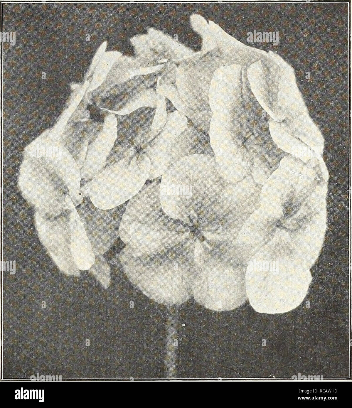 . Dreer's garden prenota 1916. Cataloghi di sementi; vivaio cataloghi; attrezzature da giardinaggio e fornisce cataloghi; fiori Semi cataloghi; semi di ortaggi cataloghi; frutto Semi cataloghi. HEHRYA DREER -PHILADELPHIA PAW/GAROfN^piante ORffNHOUSf im 159 gerani e PELARGONIUMS offriamo solo un breve elenco dei gerani-più popolari impianto di biancheria da letto in esistenza; ma quelli offerti sono un attenta selezione dei migliori e più desiderabile varietà nei loro rispettivi colori. Dodici migliori il doppio dei gerani. Alphonse Riccard. Luminose vermiglio-scarlatto, grandi rosette e travature; i migliori di grande fioritura s Foto Stock