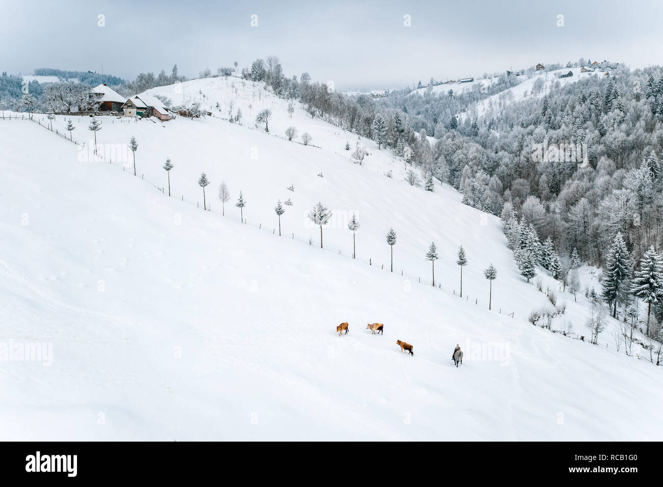 Cowboy e caws nella neve nel tradizionale villaggio Pestera in Romania Foto Stock