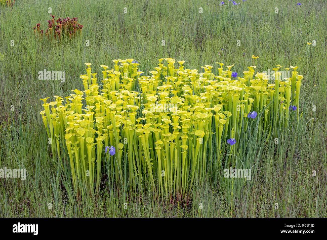 Brocca giallo piante (Sarracenia flava) lussureggianti post masterizzazione di crescita con Savannah (Iris Iris Purshia) lungo il perimetro della baia di Carolina. Francis Marion N Foto Stock