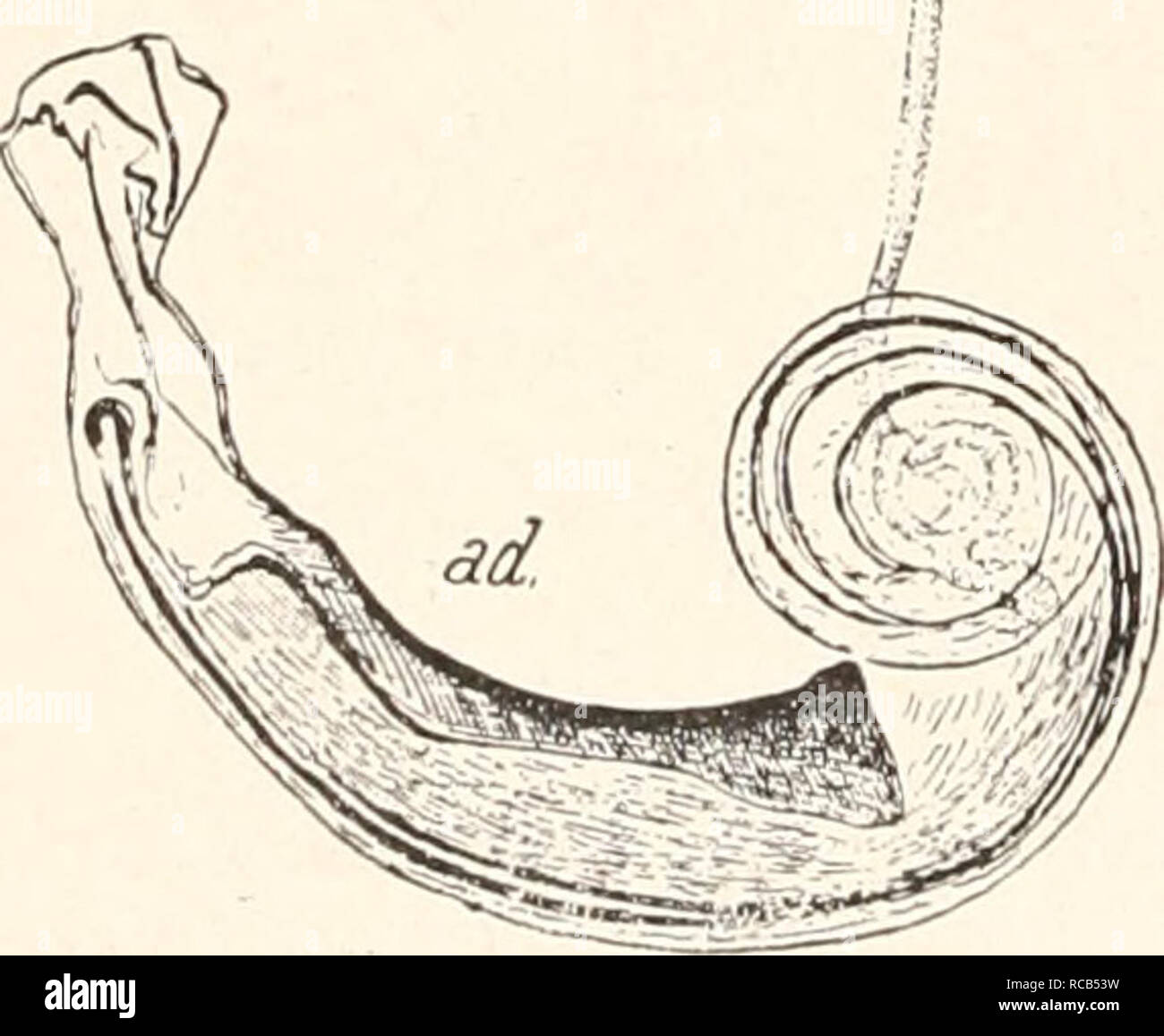 . Il dott. H. G. Bronn's Klassen und Ordnungen des Thier-Reichs : wissenschaftlich dargestellt in Wort und Bild. Zoologia; molluschi; Arthropoda; gli insetti. Abb. 42. Receptaculiim seminis von Rhopalopsyllus cavicola Weyenb. (A), Rhop. lugubris J. et R. (B), Moeopsylla sjoestedti R. (C), DolichopsyUus stylosus Bak. {D), Lycopsylla novus R. {E), Monopsyllus wagneri Bak. {F) und Echidnophaga gallinacea Westw. (G). - (Orig.) b) Männliche Geschlechtsorgane (abb. 43). Die Hoden sind eiförmig. Das innere dickere Ende des vas deferens ist zu einem Knäuel in vielen Schlingen, die an die base des te- sticulum g Foto Stock