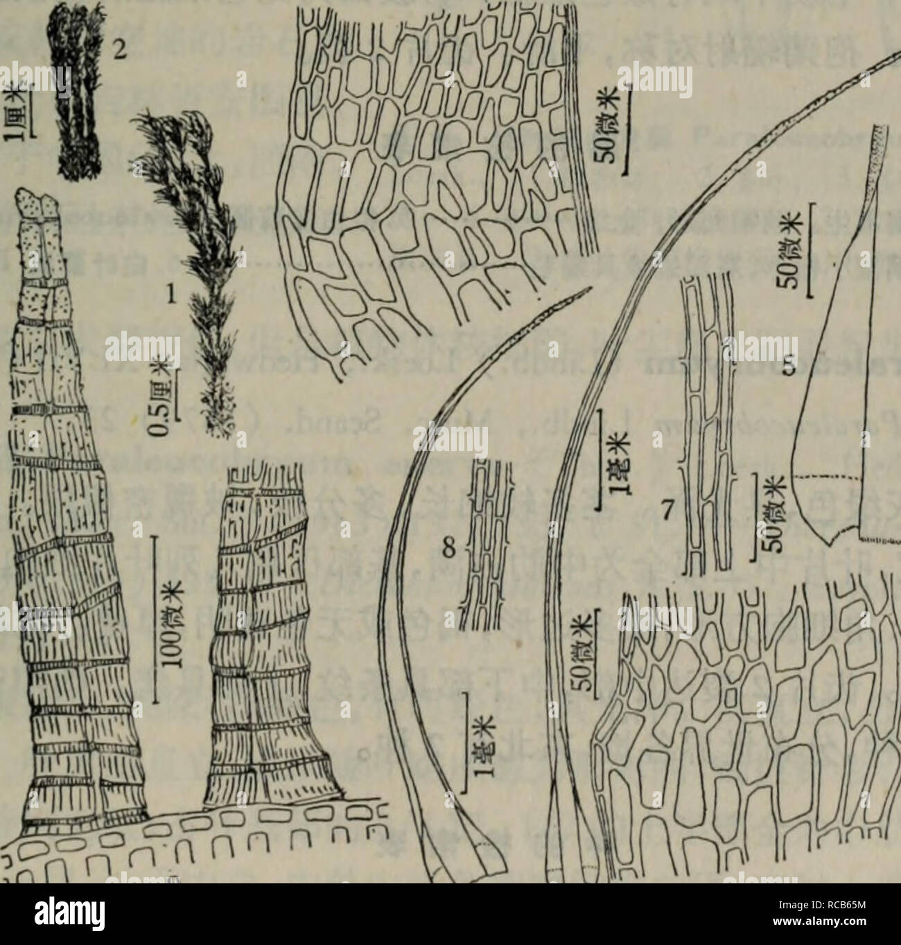 . Dong bei xian lei zhi wu zhi. botanica. Å'äºä'-å½ï¼ä'åï¼è¥¿åï¼ã ç"£ç"¿ae²aeèCampylopus fusco-viridis (scheda). Dix. et Ther" Rev. Bryol. Lich. (1934) 105. C. japonicus brodo, var. fusco-viridis Card., Beih. Bot. Centralbl. XVII, 1 (1904) 7. Å¶çç-ç-ï¼è§ç"èç-ï¼ççº¿ä'aeae¾ï¼aeåç'"çº¢è²ï¼åä'åç-ae"éå½¢ï¼å¶ç¼ä'é¨å ·ç"é½¿ï¼å¶ çç"èè¾éaeï¼ä'-é¨aeåçï¼çº¿è±å½¢ï¼ç"èå£ç¥ä'è§åå åãä'-èèé¨å ·é½¿çªï¼ä½ä'aeae çãae¯ae ¥ ae¬ae²aeèï¼C. Ï¼apomcâå¶ç-ã çäºae¹¿ç³ä'ãäº§äºè¾½å®çå¤åå¿Å¤å °å±±ãåå'äºä'-å½ï¼ä'åï¼ï¼ae¥ae¬ã ae¬ç§ae¯ae¬å °åºå Å¤°å±±è®°å½è¿çae¤ç©ï¼aeä"¬aeªéå°ae ae¬ï¼ä½ä'ºae¶å½ï¼aeªåå ¥ae£ç"¢è¡¨ã å±4.éae¯èå±Dicranodontium B. S. G.ï¼ Bryol. Eur Foto Stock