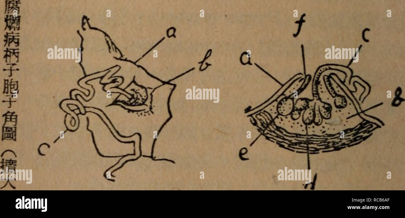 . Dong Bei Shi Yong guo shu zai pei. botanica. Åé¡¯åºae¿ae½¤ï¼ç¨aeé -ä'aeï¼Kiaéµè"åï¼aeçaeå¤§ï¼è¿ç¡ae-¢ å¢ï¼aeå¹¹è çä'å¨å³è¡ç¥ae-"ï¼ae£é¨ç¶éä'å-£ï¼å³ae'ä¹¾ae¯å¹ç'®ï¼ ç®é¢aeae¥µå°é"ç²é"ï¼å³aeè¬ãå-åº§ã0aeªå¹¾å³Eiãå-åº§ae½åºé"ç³'J5 çµ²ï¼å³aeè¬ãè-fÂ"^ãï¼ae¨¹è¡¨ç®ä"¥è-i^ç²ä'-å¿ï¼ç 'è£âå°å£ ï¼. Ç¬¬31å 1.ae¨¹ç®'ç å£é²åºä¹ae¦å-èå-è§ï¼2.åç'±ae·é¢ç aae£é¨ae¨¹ç®b.å-åº§C.èå-è§daeå-ae®¼ e. Ae®¼f. ftl^ä¹gé²mae¼è¡¨é¢éå£ èå-ç±ae-¤é²åºèé£ae£0ç¼çaeä"¥èç§ä¹ï¼aeç²aeçï¼å³ae¥aeä' aeä'ae¬^aeï¼ç§aeå "aeä'ae¬è³ä¹aeä'ae¬Å¤aeè¡¨é¢géae" åae-¢ï¼ä½å §é¨ä¹ae½°çï¼ä"å¨fiéï¼å ¶å³aeae¹ae³ae¯ é¢ä¹èçµ²èèae·ï¼ç¿å¹'èç©ºae°£ãaeè²ãåç©ãè¾²å ·ãae°Ç-åªä" åï¼å³ç¿è0è¢"å®³ae¤ç©ä"¥ç¿ç²aeçï¼å "ä'ä Foto Stock