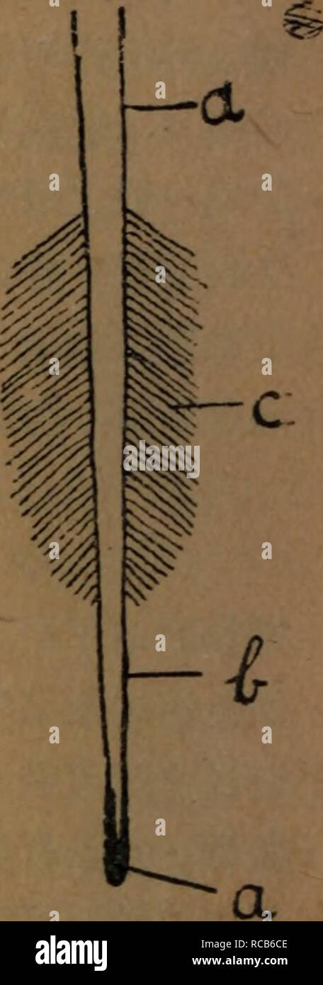 . Dong Bei Shi Yong guo shu zai pei. botanica. 4 ae ¹çaeé aeçå ç"¯aeae ¹å ï¼ae ¹å'½ï¼ï¼aeå çä½ç¨ae¯ç¶ae ¹ä"²é·ééå- Å¤£ çaeåï¼ä¿è-·ae ¹çå ç"¯ï¼ä½¿å ¶å §é¨ä'åå·0ae ç ¹å±ae'ae-·ç'°è. Ae§aeï¼é¨åae ¹çä"²é·ï¼å ¶ã ^^"&GT;åéae¼"è" è½ï¼åç±å §é¨aeç¹ae®ç'°èåè£åºä¾ï¼å½¢ ¹å aeèªçae aeï¼å§çµå¦itae°é³ä"£ è¬çae°¤èäº ae &gt;ae ae ¹å aeaeå¨å ç"¯è è¶åï¼ae å¨åºé¨è aeèèae'è³ae¼ae¶å¤±ãae ¹å ae¶å¤± é¨åå³aeç²å¹³?åï¼ae-¤é¨åaeå½¢aeä¹ ç'°èï¼^aeºçåè£çè½åï¼ae¯å °å'ae ¹ä¹ ä"²é·çé¨å0 wm:'^^^ ï¼å³ç²é· å'Å¤ae"ç'°ae¯é¨åï¼ae-¤ç'°ae¯å"åae ¹ae¯ï¼ae¯ Fi3å®ç'°èèaeçï¼å¯çae¼åå£¤ä¹åå- ä'ï¼å°å'Å'ae¶ae°'èè¡jãiå®¹è§£ çé¤åï¼äº¦ å¯è¬é¤åå"ç§å¨å®0ae ¹ae¯ä'ae¯ae°'ä¹ çï¼ å ¶å£½å½ae¥µç-ï¼é¨åae ¹ç"¯çaeé·ã Foto Stock