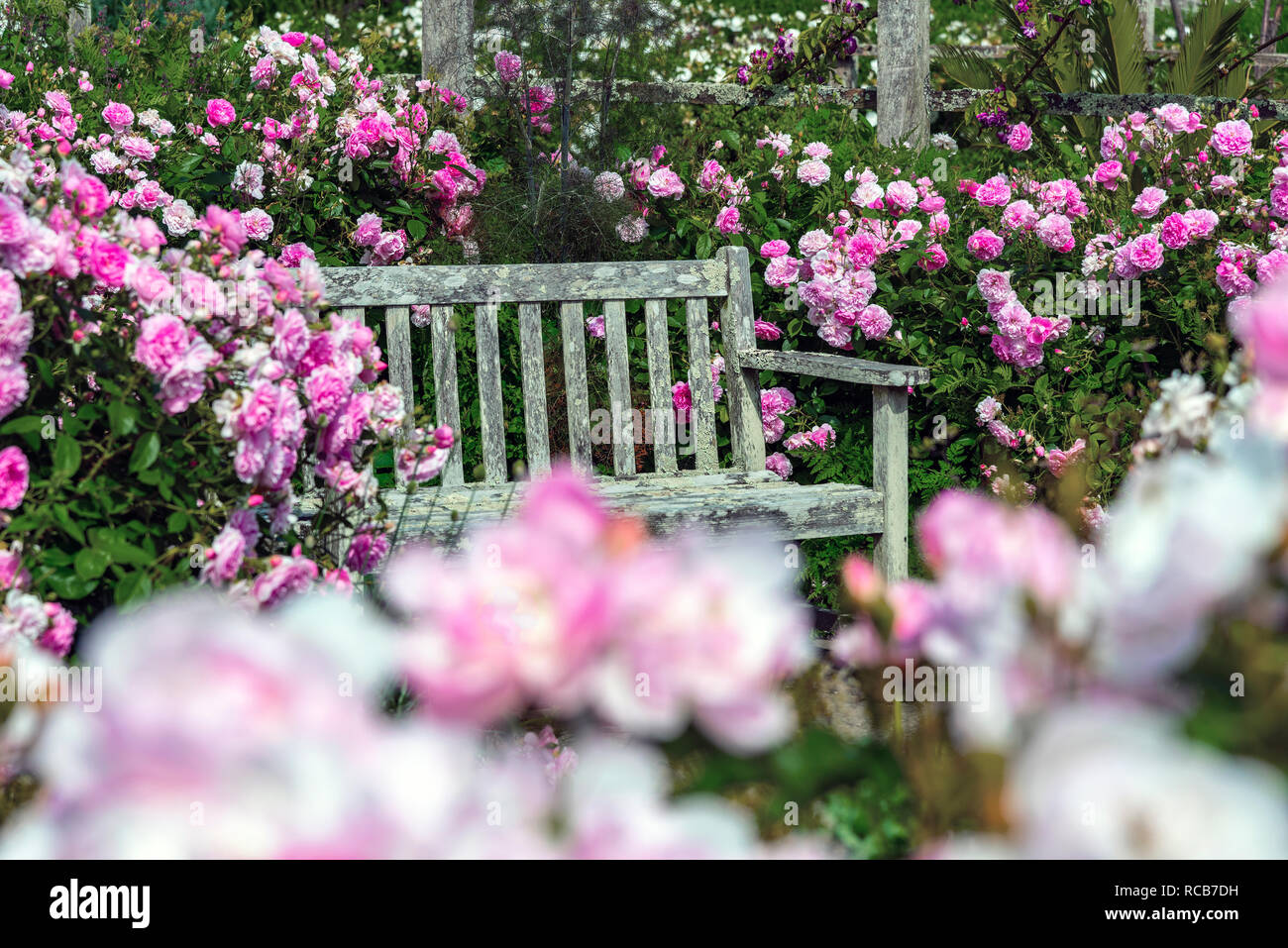 Vecchia panchina da giardino circondato da rosa rose fiorite in un tradizionale giardino inglese, Sussex, a sud dell'Inghilterra, Regno Unito Foto Stock