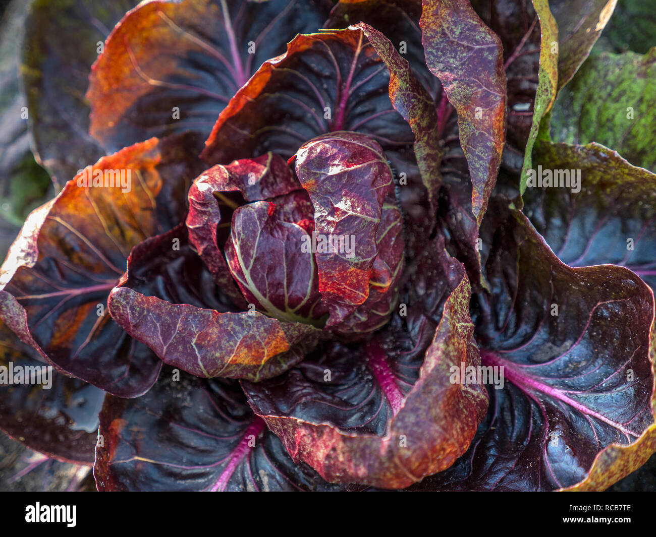 Rossa di Verona Radicchio endive (cicoria italiana) cucina Giardino cicoria un'insalata simile alla lattuga dal sapore più distinto Chichorium intybus Foto Stock