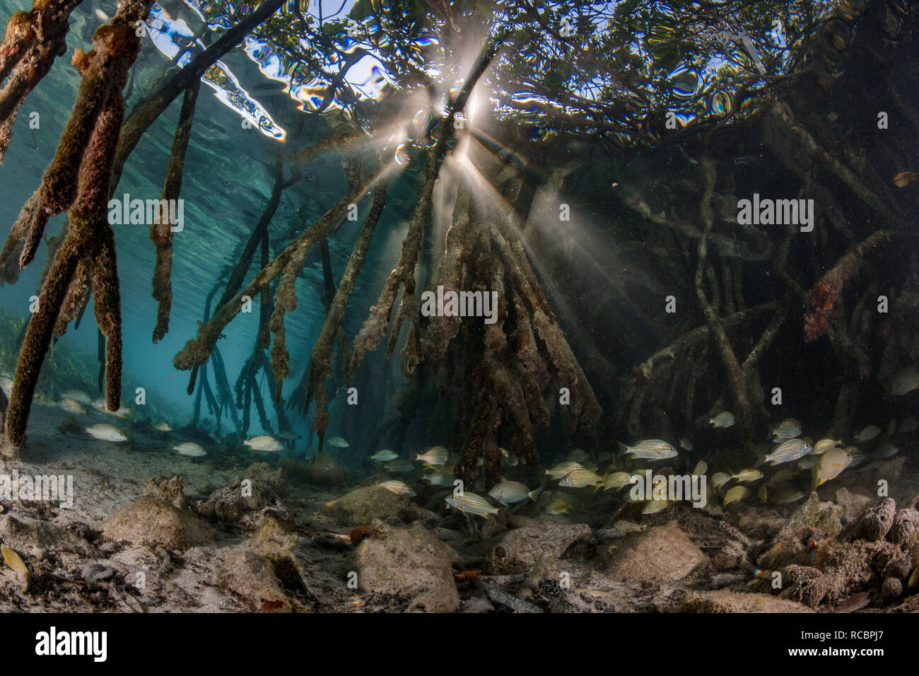 Mangrovie sono vivai per molte specie di pesci e altri animali. Foto Stock