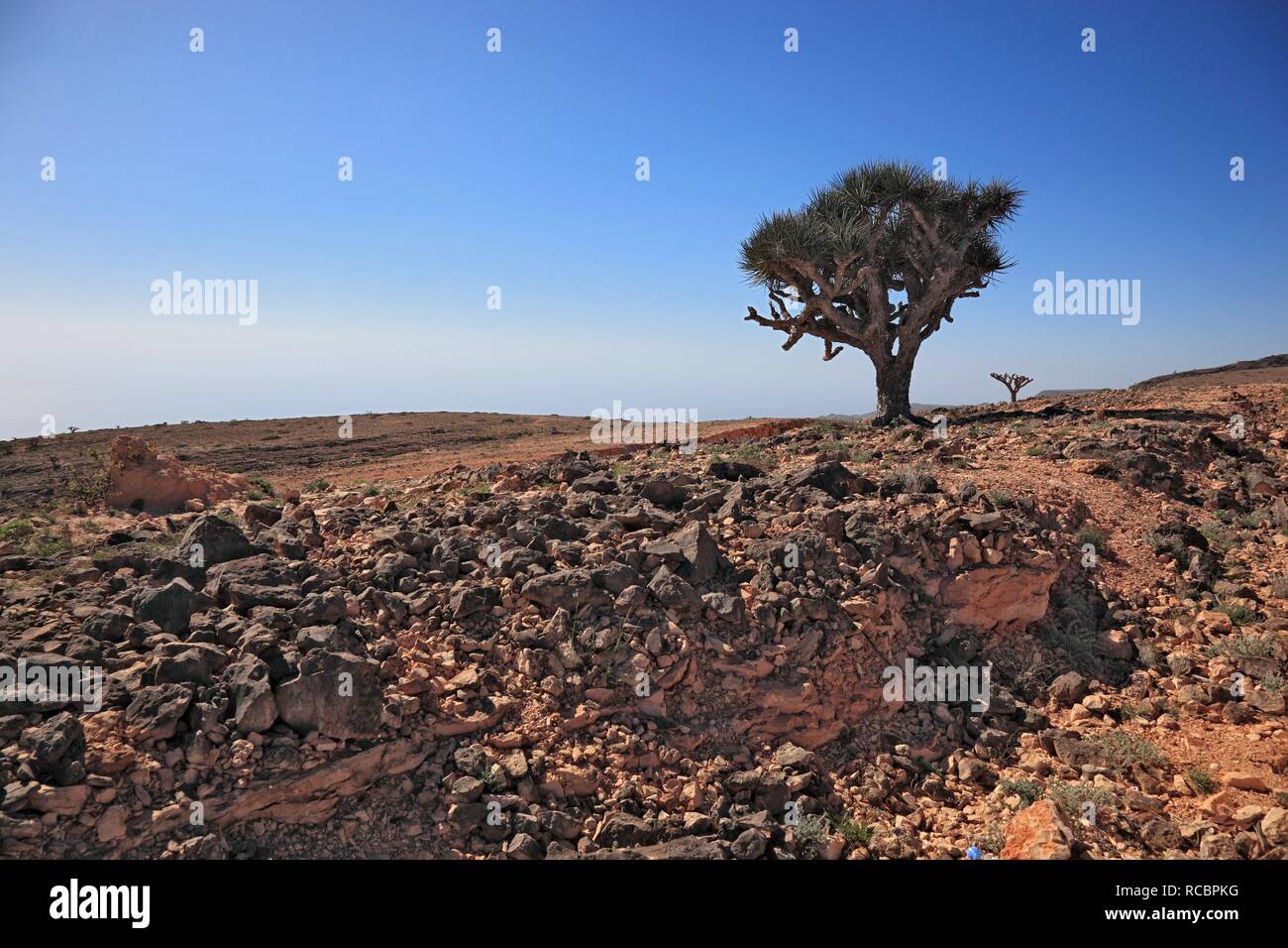Dragon's sangue Tree (Dracaena sp.), paesaggi del sud del Dhofar, Jabal al-Qamar, Oman, Penisola Arabica, Medio Oriente Foto Stock