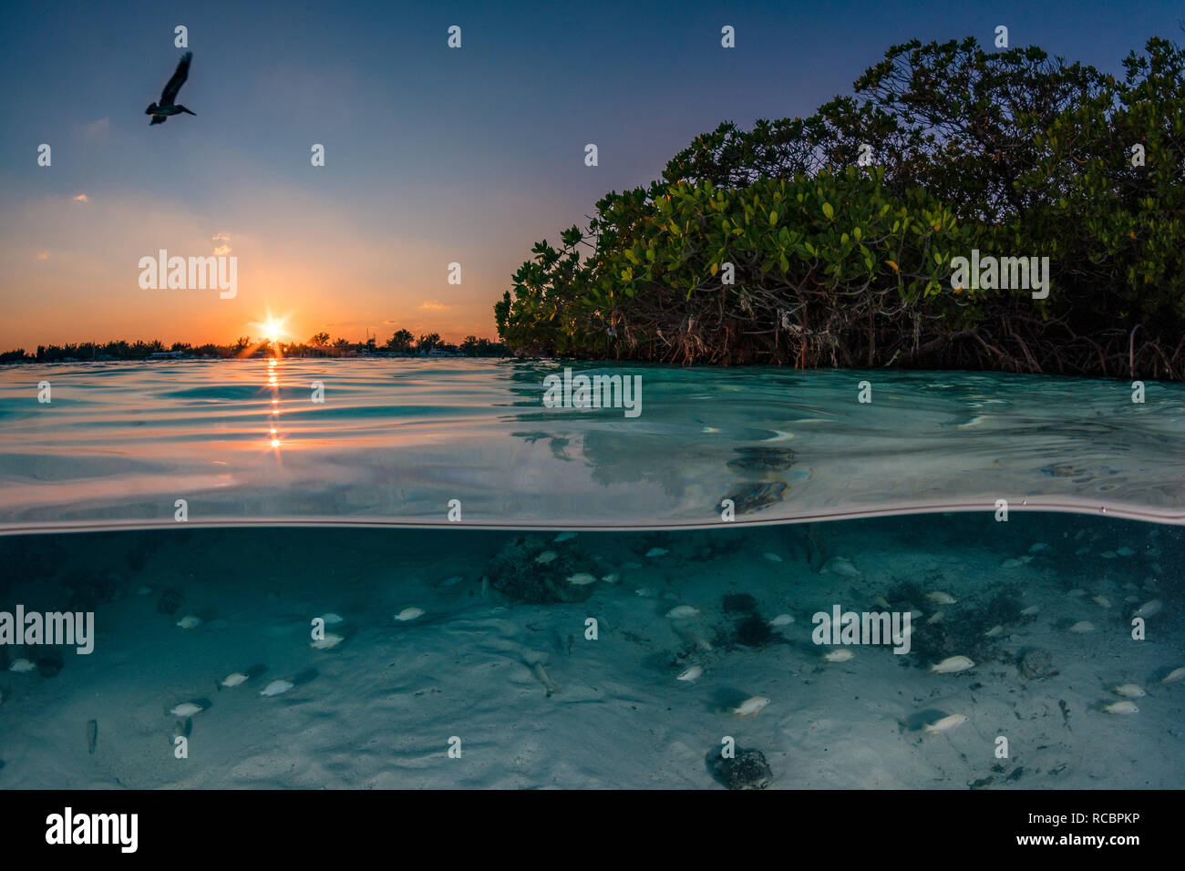 Un Pellicano vola passato come il sole tramonta oltre le mangrovie nella laguna tra Nord e Sud Bimini. Foto Stock