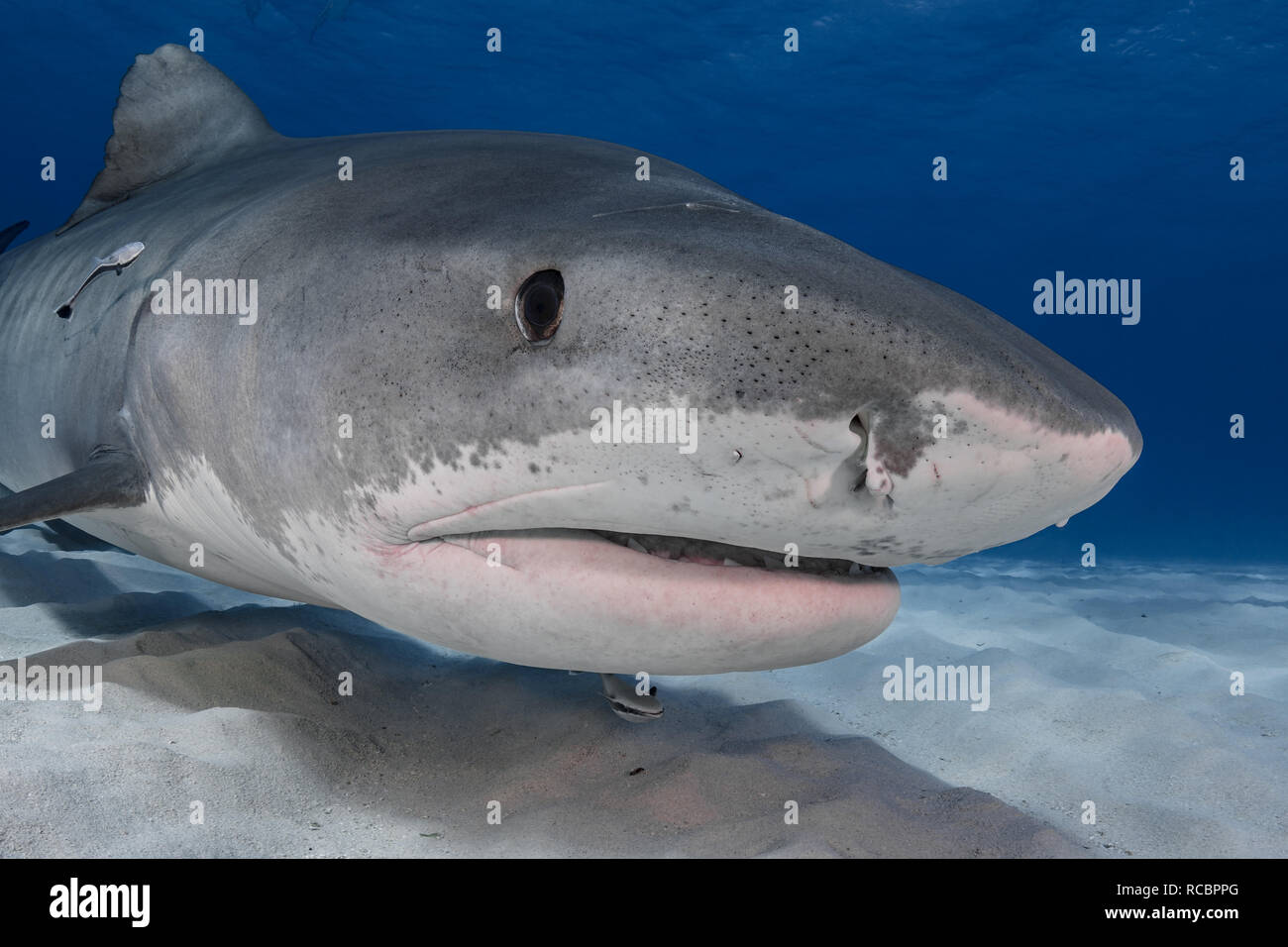 Un primo piano squalo tigre femminile Foto Stock