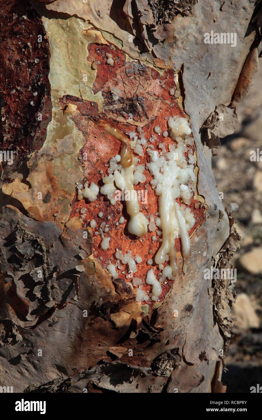 Incenso Tree (Boswellia sacra carterii), sap emergenti si essicca per produrre perle di incenso, Wadi Dawqah Foto Stock