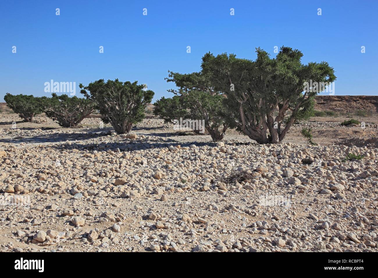 Alberi di frankincense (Boswellia sacra carterii), Wadi Dawqah, incenso piantagione di alberi, Sito Patrimonio Mondiale dell'UNESCO, la regione di Dhofar Foto Stock