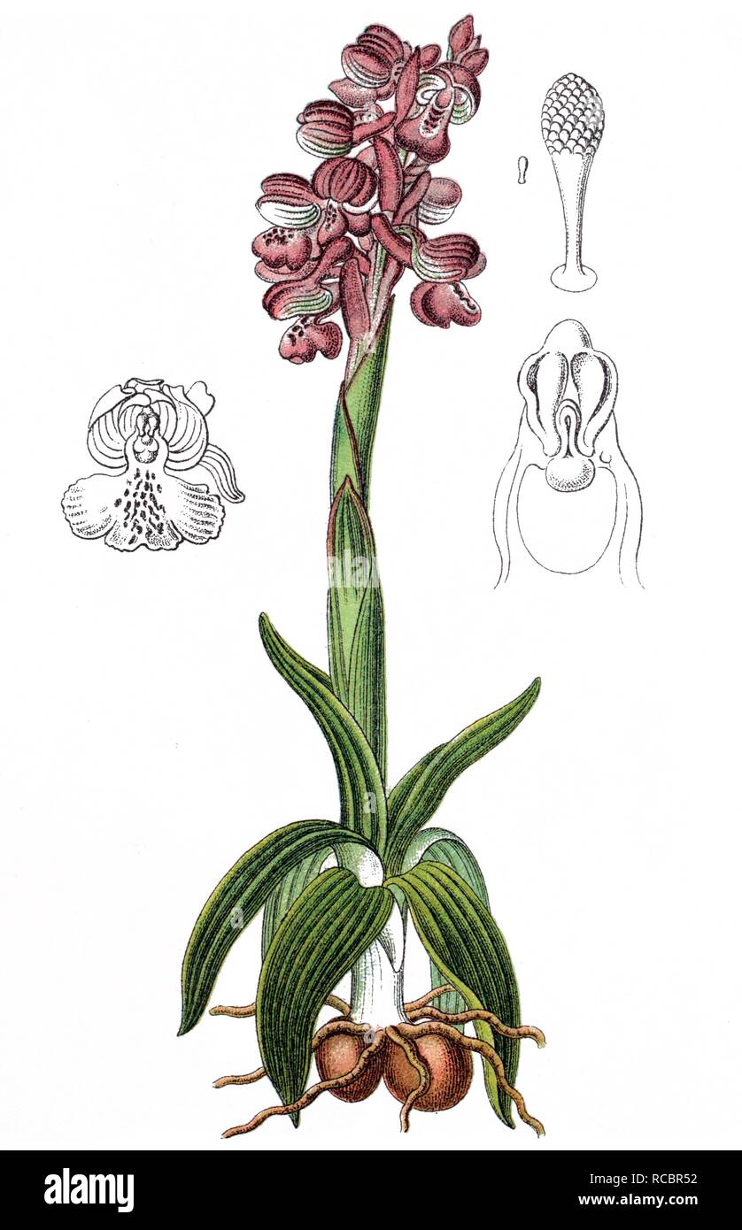 Verde-winged orchid (Orchis morio), pianta medicinale, raccolto plant, chromolithography, circa 1870 Foto Stock