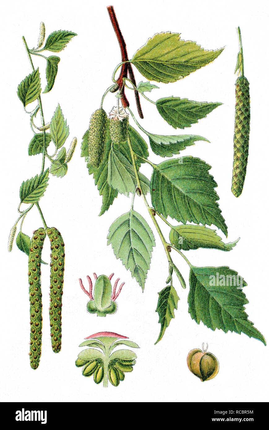 Argento (betulla Betula pendula, Betula verrucosa), pianta medicinale, raccolto plant, chromolithography, circa 1870 Foto Stock