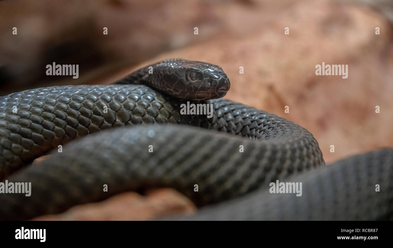 Inland taipan, anche comunemente noto come il western taipan, la piccola scala snake, o il feroce serpente. È un grande serpente velenoso. Foto Stock