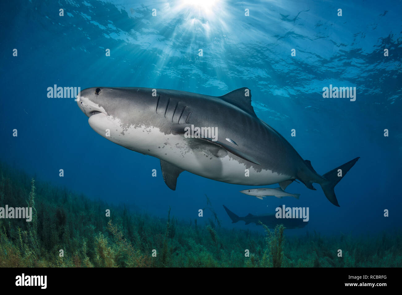 Un grande squalo tigre incinta su un prato di sargassum. Foto Stock