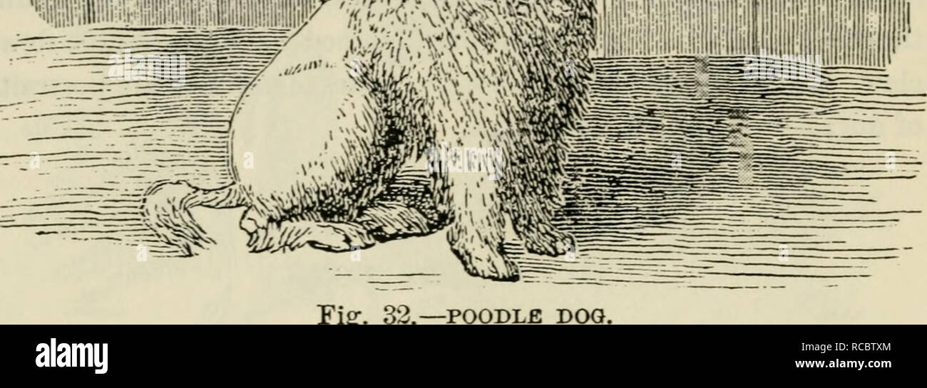 . I cani di Gran Bretagna, America, e [altro] paesi : il loro allevamento, formazione e gestione in materia di salute e malattia,comprendente tutte le parti essenziali delle due opere standard sul cane. I cani. 152 guarda i cani, cani della casa e di Toy cani. ,..-&Gt;ii!iii!:iii;'!iii'i' .111: ,, iilSpii^^ ,:,.,.,. Il barboncino. L incisione dato su questa pagina rappresenta il barboncino come egli è generalmente di essere visto, rasata in parte in modo da assomigliare Ihe lion in avente una criniera; la punta della sua coda avente un ciuffo a sinistra su di esso. Egli è per molti dovrebbe essere il prodotto di un incrocio tra acqua e terra épagneuls, ma Foto Stock