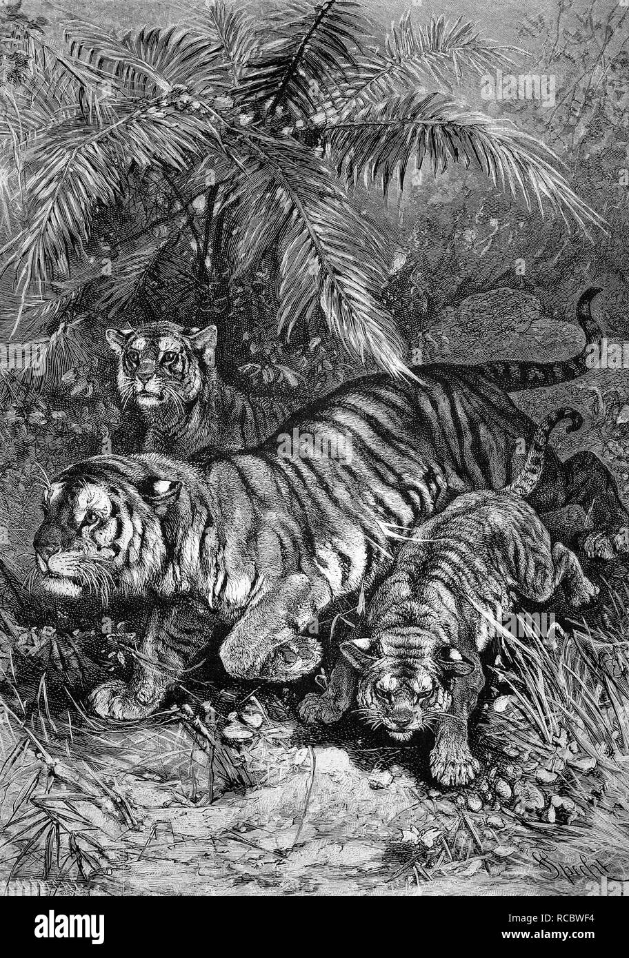 Tigre con i cuccioli, storica incisione di 1883 Foto Stock