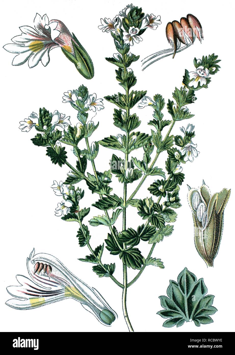 Eyebright (euphrasia officinalis), una pianta medicinale, storico chromolithography, ca. 1870 Foto Stock