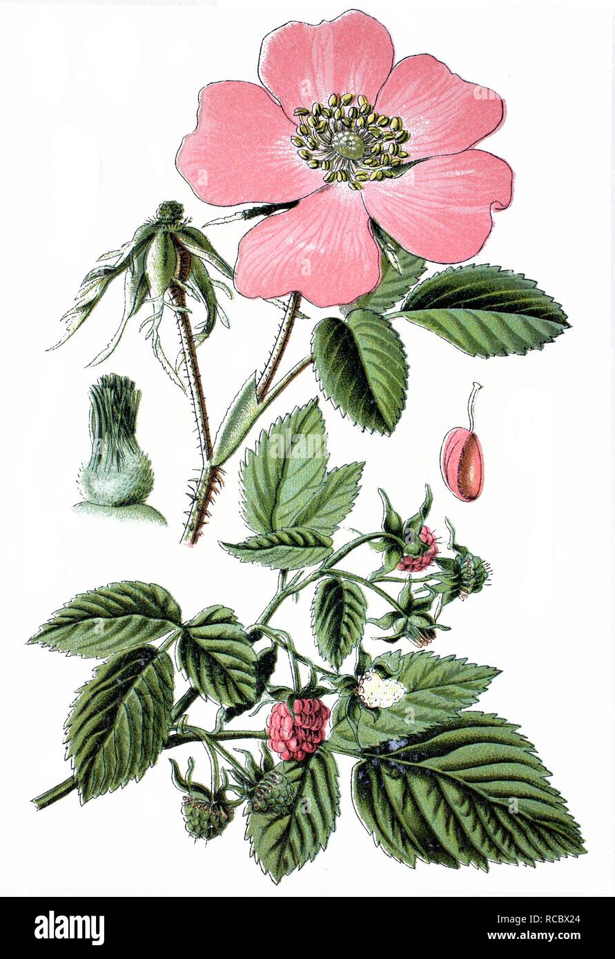 Rosa gallica, Francese rosa o Rosa di Provins (rosa gallica), superiore e lampone (Rubus ideaus), fondo, piante medicinali Foto Stock