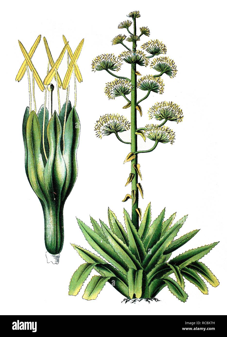 Impianto di secolo, American aloe (Agave americana), pianta medicinale, storico chromolithography, 1870 Foto Stock