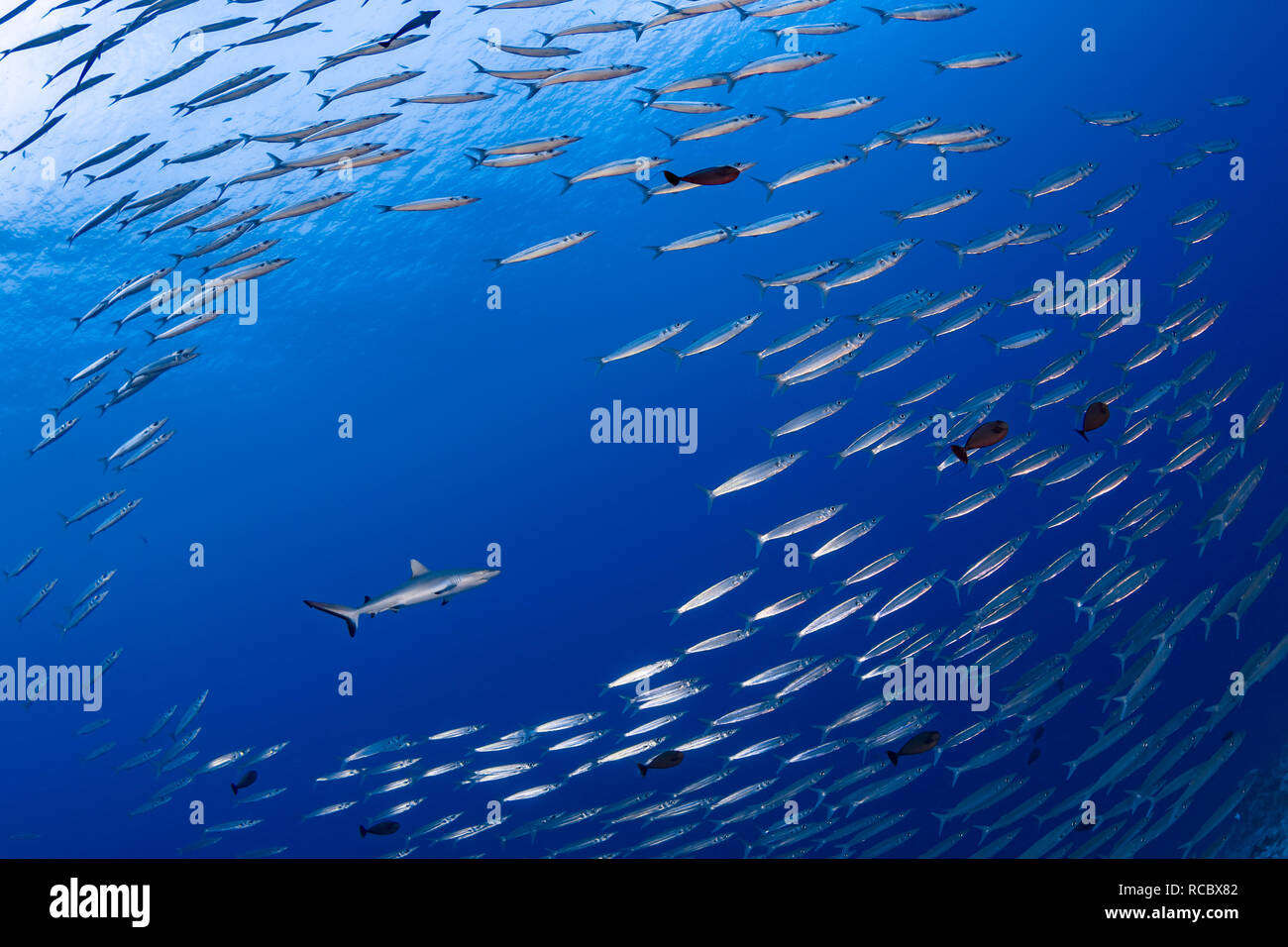 Una scuola di piccoli barracuda rende la strada per un passaggio di Grey Reef shark. Foto Stock